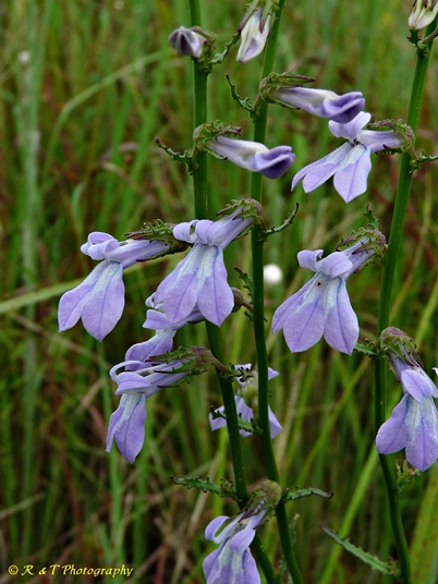 {Lobelia glandulosa}